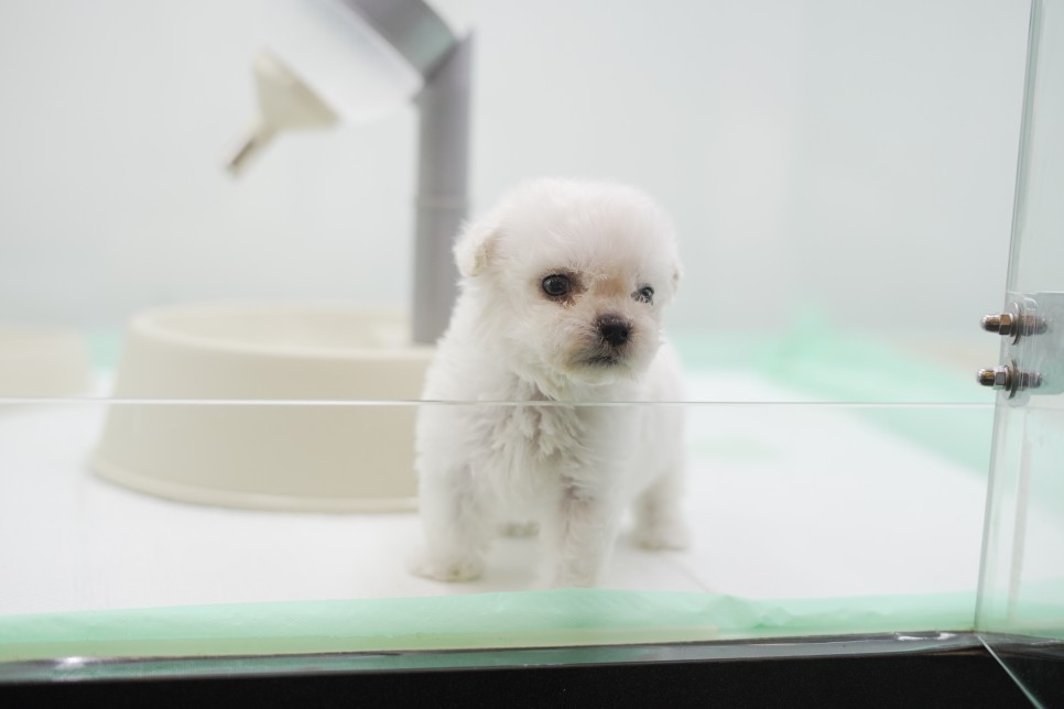 놀라운 외모 일산 강아지 분양 셀포메라니안 7