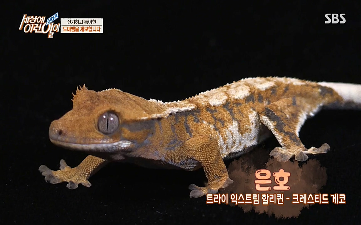 순간포착 세상에 이런일이.E1174.220406p-NEXT.mp4_20220406_174440.480.jpg