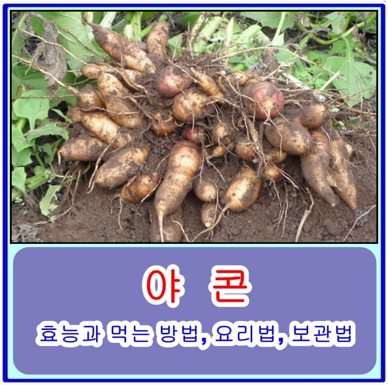  야콘의 효능과 먹는 방법, 요리법, 보관법