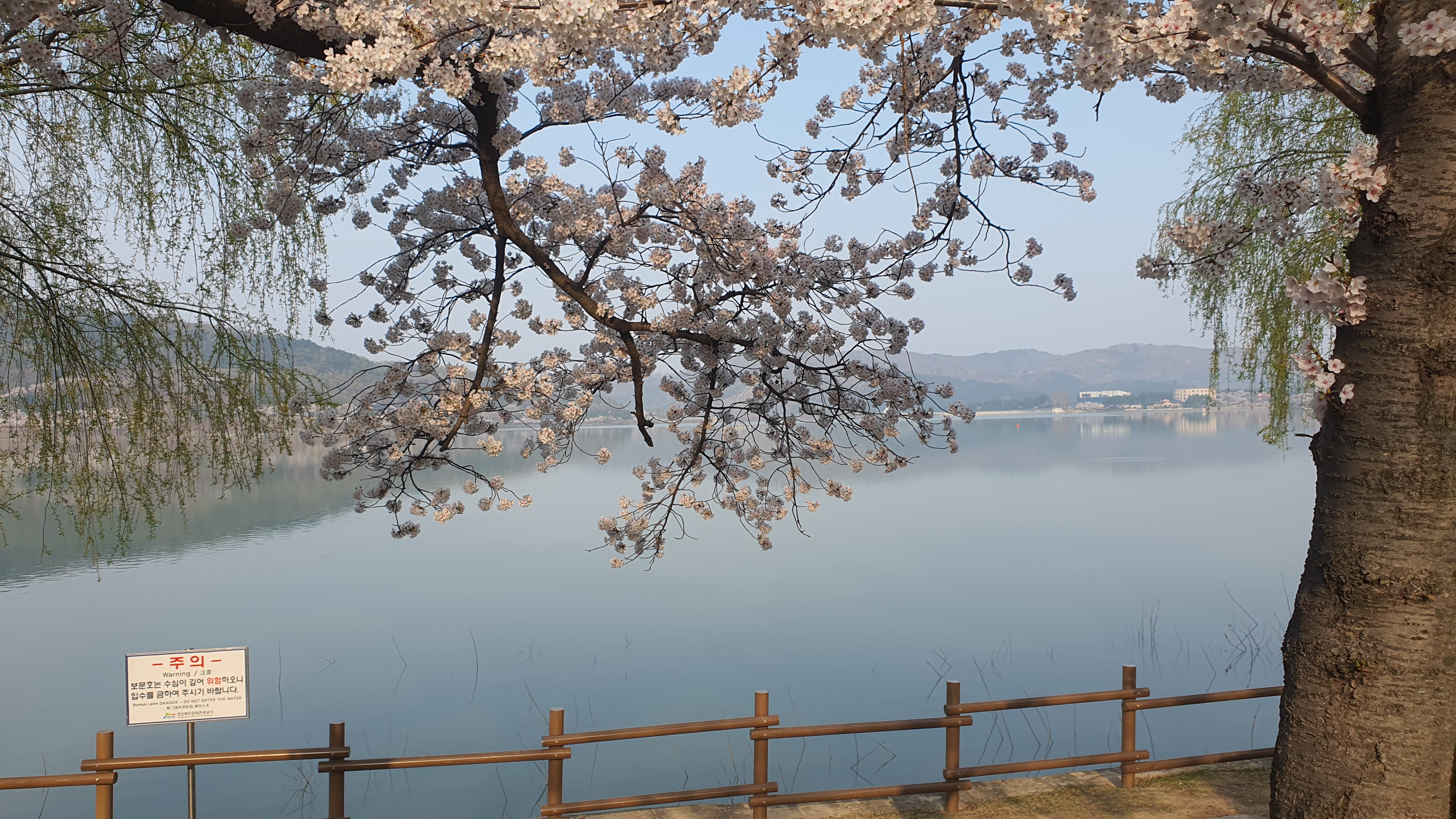 경주 보문관광단지 벚꽃 봄 여행