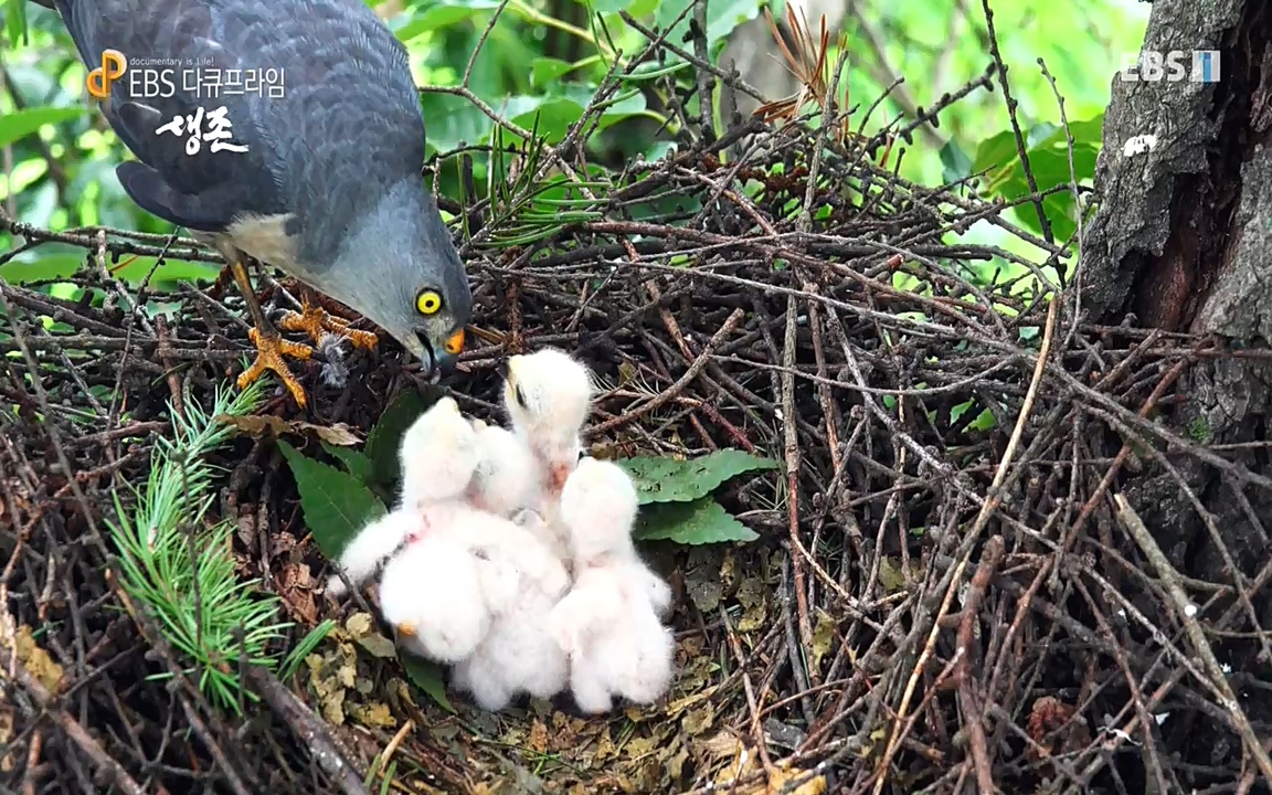 생존 3부_ EBS 다큐프라임_ 220629.avi_20220701_210758.401.jpg