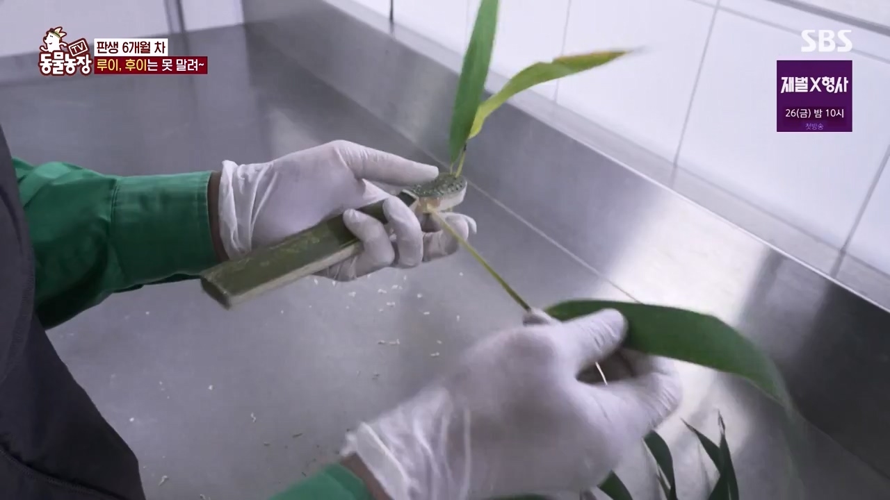 TV 동물농장.E1155.240122p-NEXT.mp4_20240121_145937.174.jpg