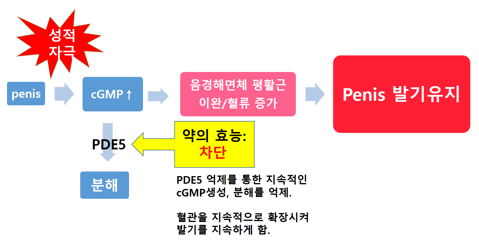 erectile-dysfunction-mechanism