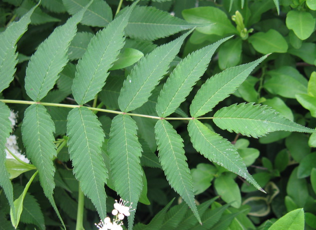 마가목 잎 2