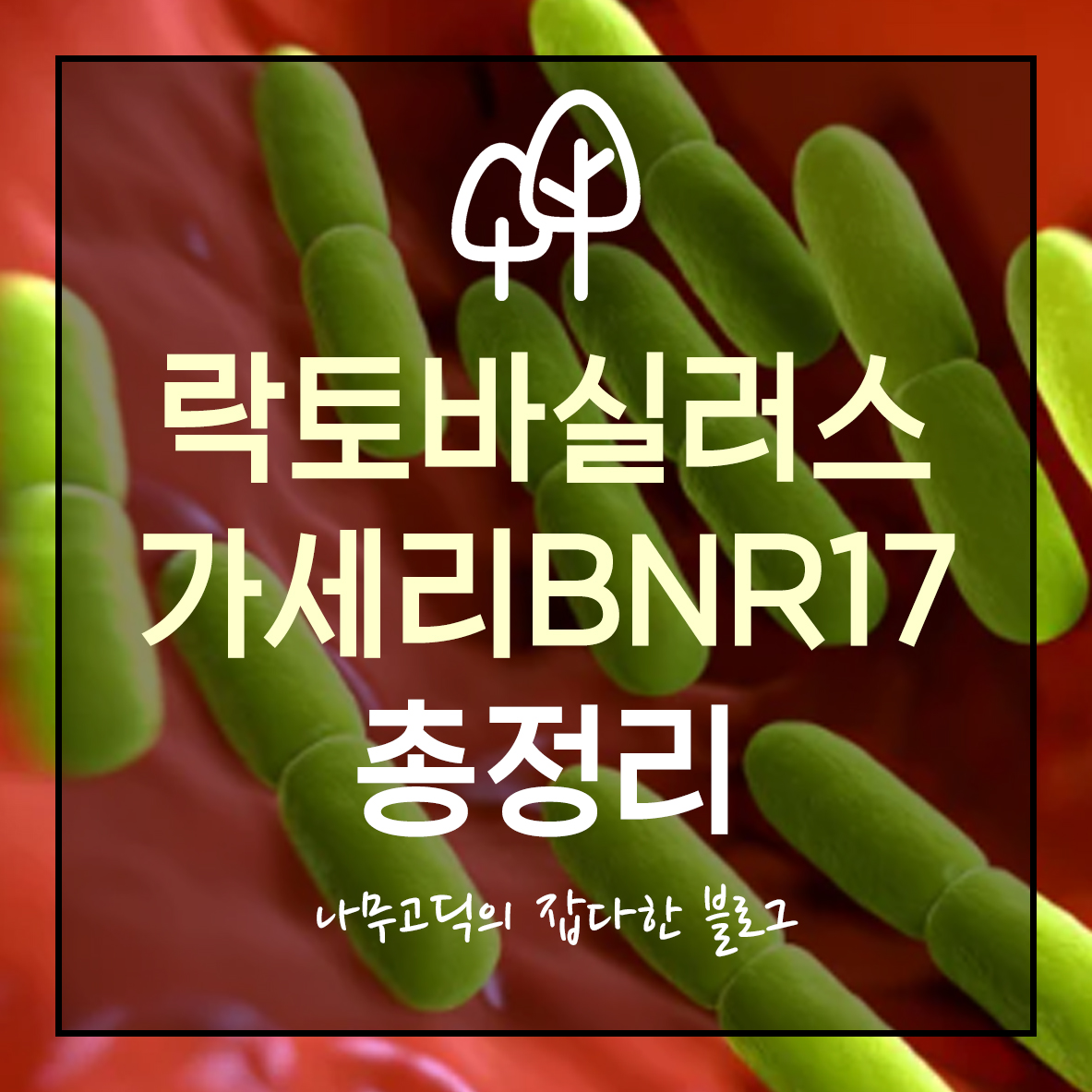 락토바실러스가세리BNR17 (모유 유산균) 총정리 (효능, 다이어트 효과?, 부작용, 권장량)
