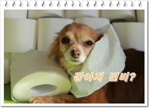  개똥이 안 나올 경우 ~개 변비 신경 쓰이는 증상과 원인은?