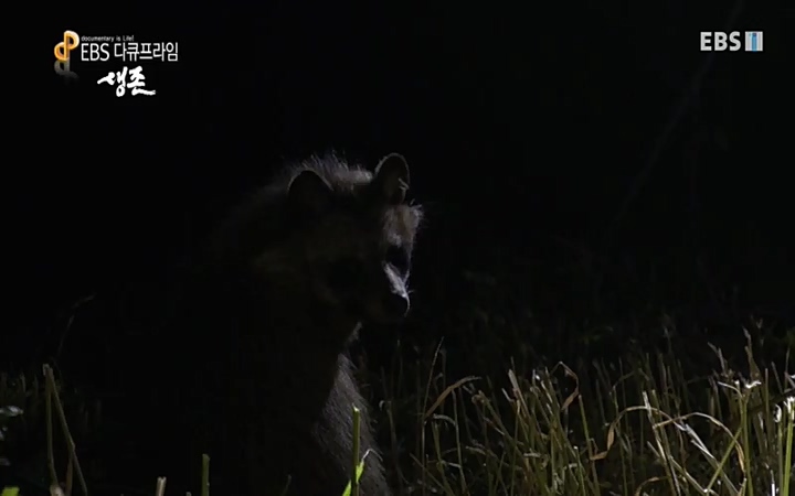 EBS 다큐프라임_ 220628.avi_20220629_210204.478.jpg