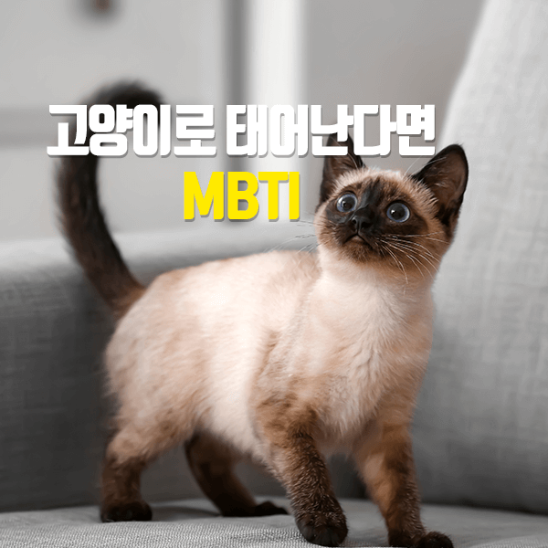 고양이로-태어난다면-MBTI