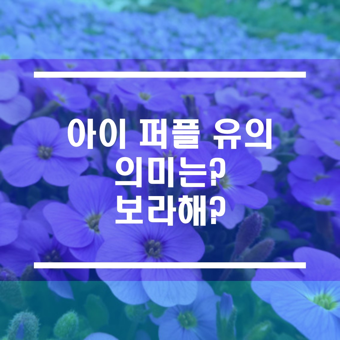  아이 퍼플 유 의미는? 보라해?
