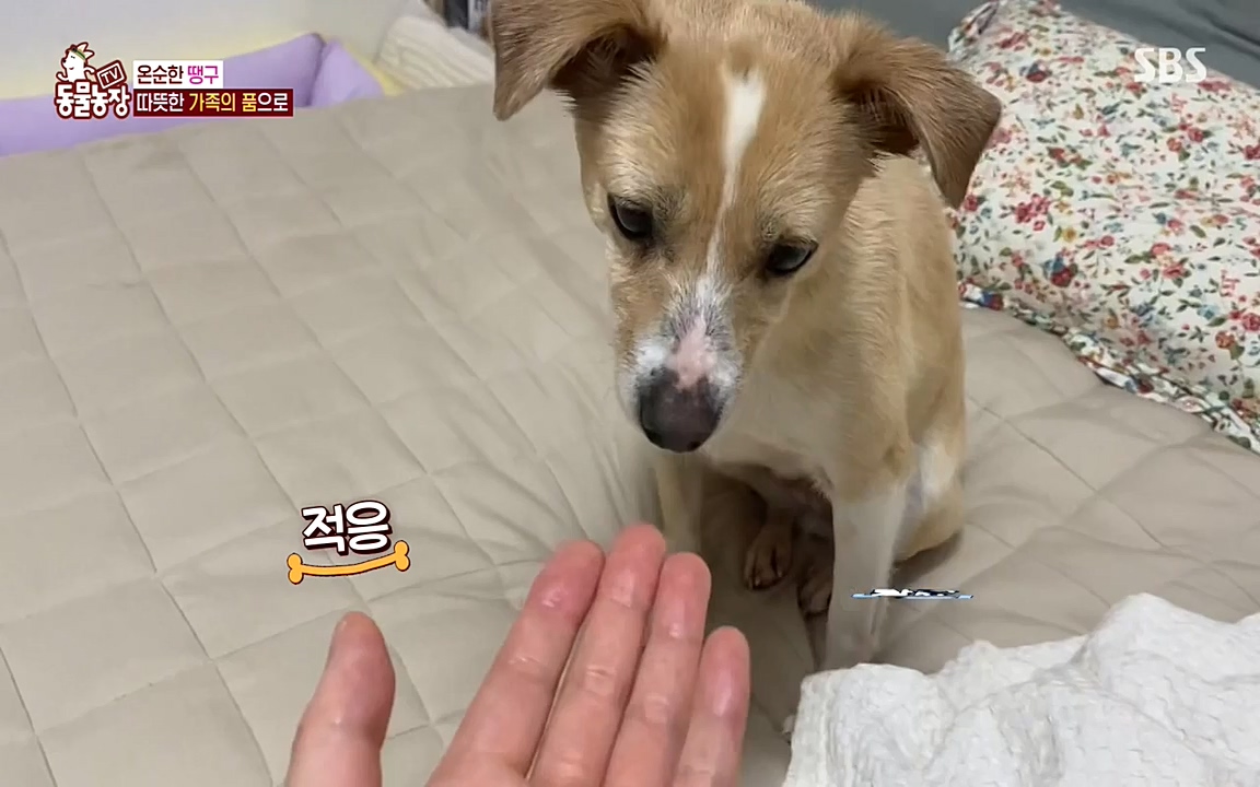 TV 동물농장.E1075.220627p-NEXT.mp4_20220626_175603.072.jpg