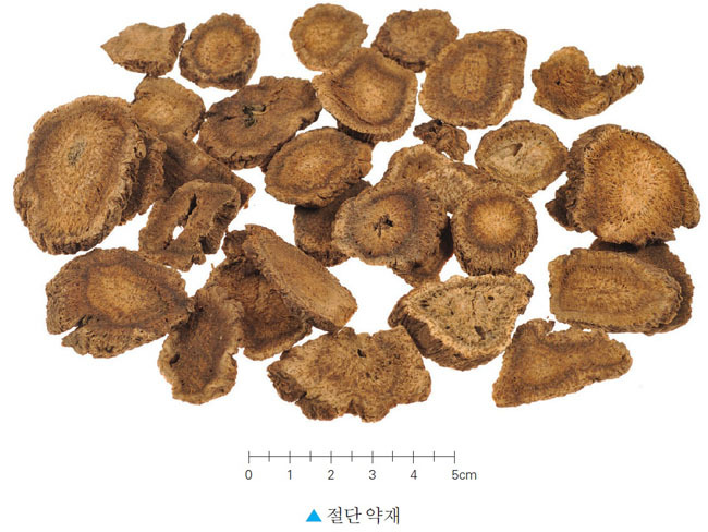 목향 이미지
