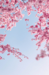 벚꽃 축제 일정