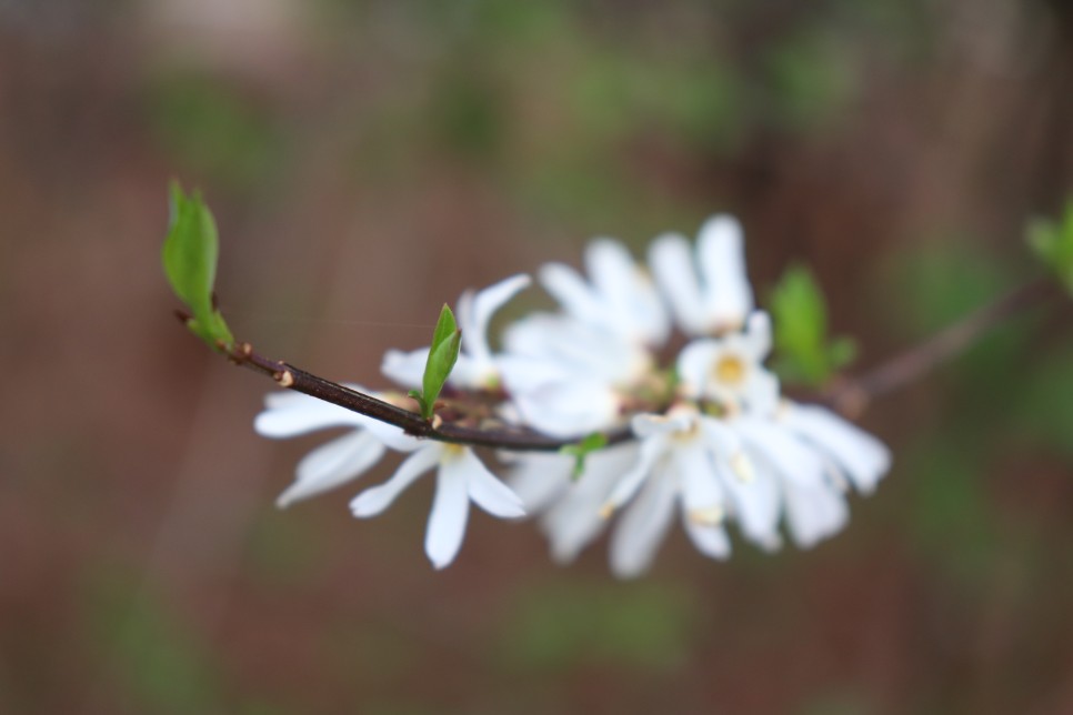 홍릉시험림(홍릉수목원) #페이지 토.일요일서울가볼만한곳 46