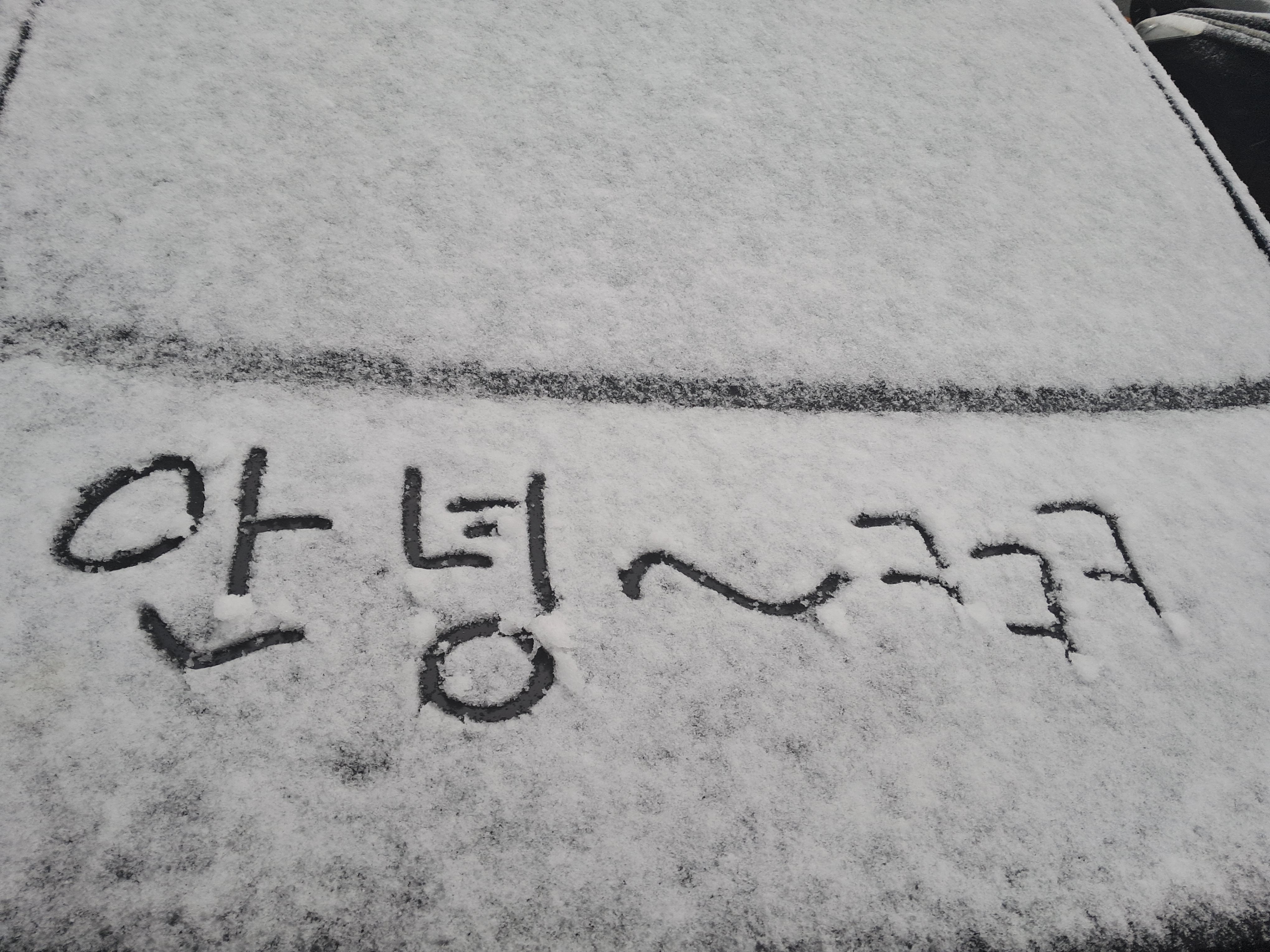  겨울 양배추
