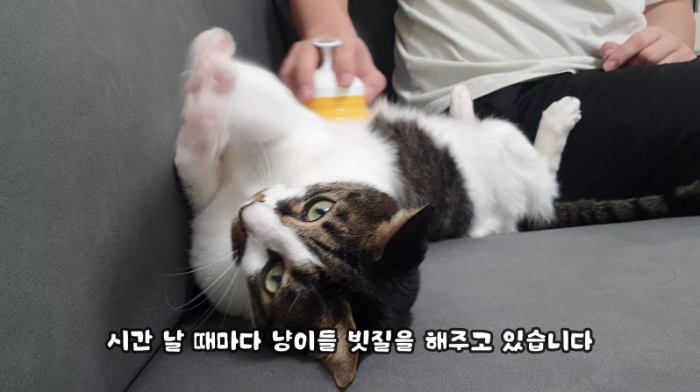 고양이