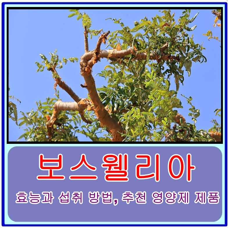  관절 통증에 효과적인 보스웰리아 효능과 섭취 방법, 추천 영양제 제품