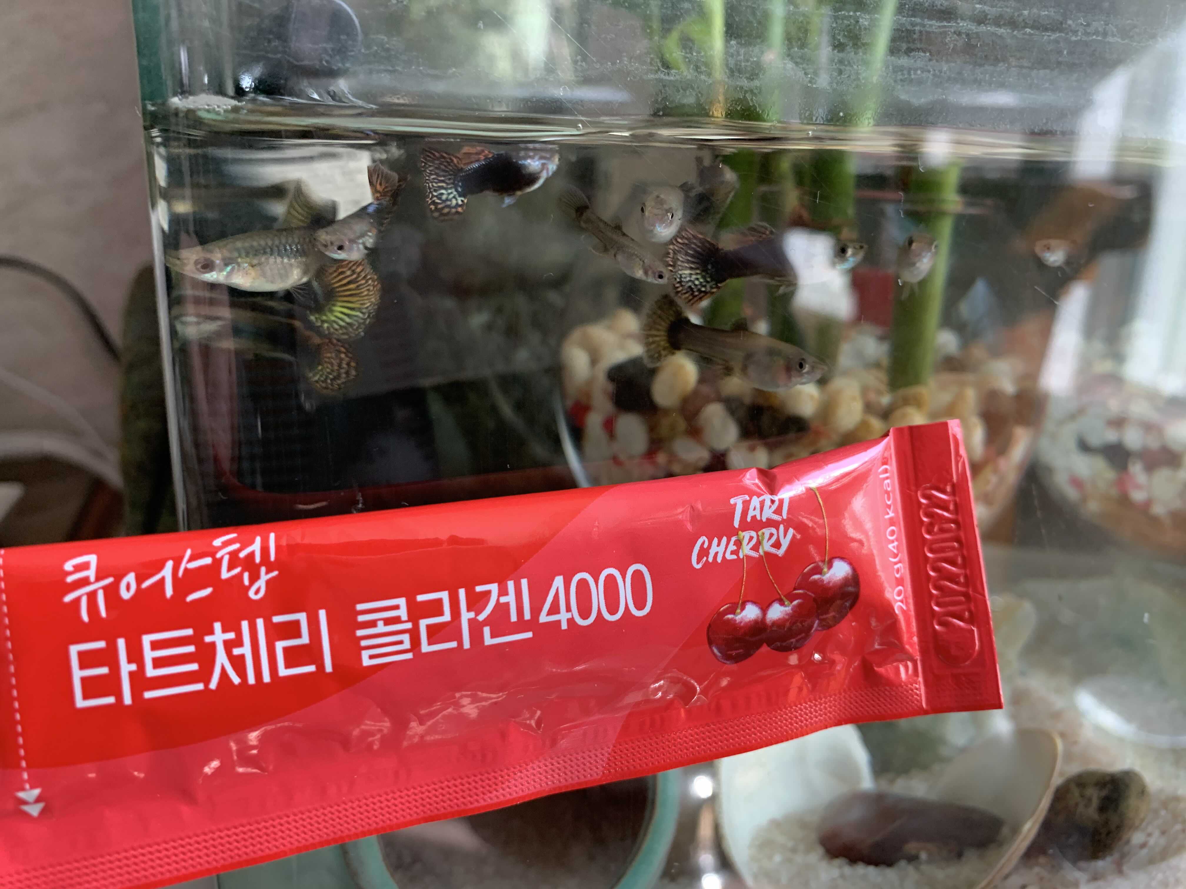 유유제약 큐어스텝 타트체리 콜라겐 4000