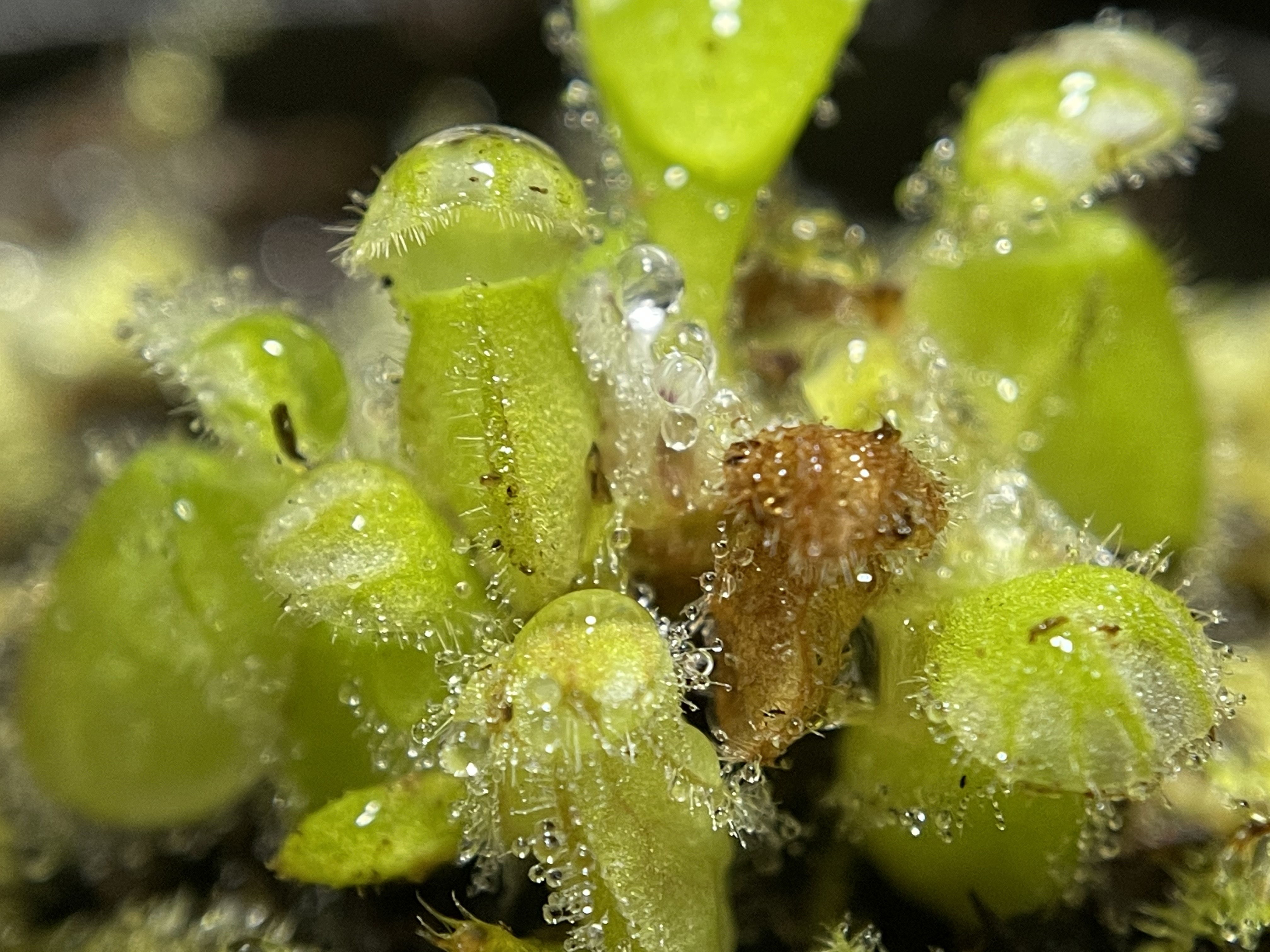 세팔로투스 폴리큐러리스(Cephalotus follicularis) 기본정보&#44; 키우기