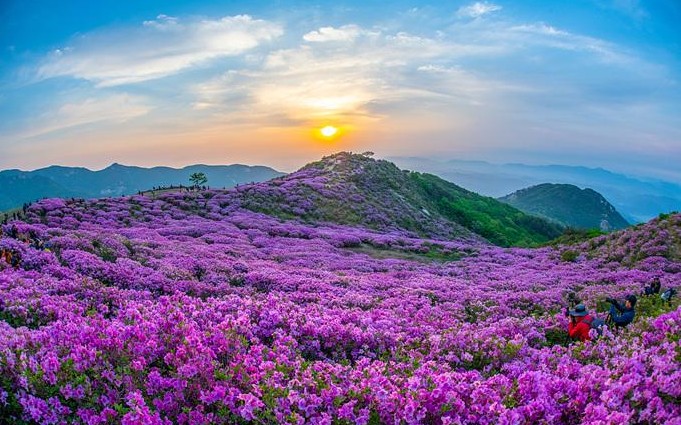 국내 봄 여행지 추천 - 합천 황매산 군립 공원