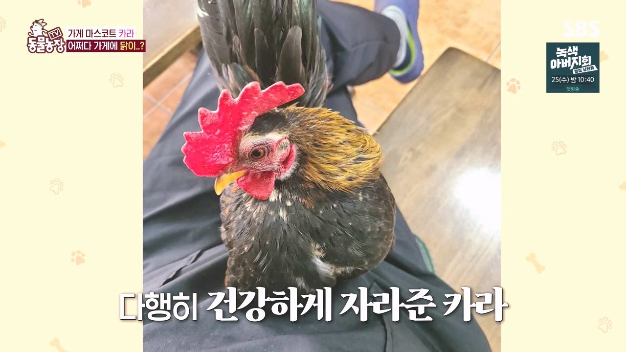TV 동물농장.E1141.231016p-NEXT.mp4_20231015_173041.830.jpg