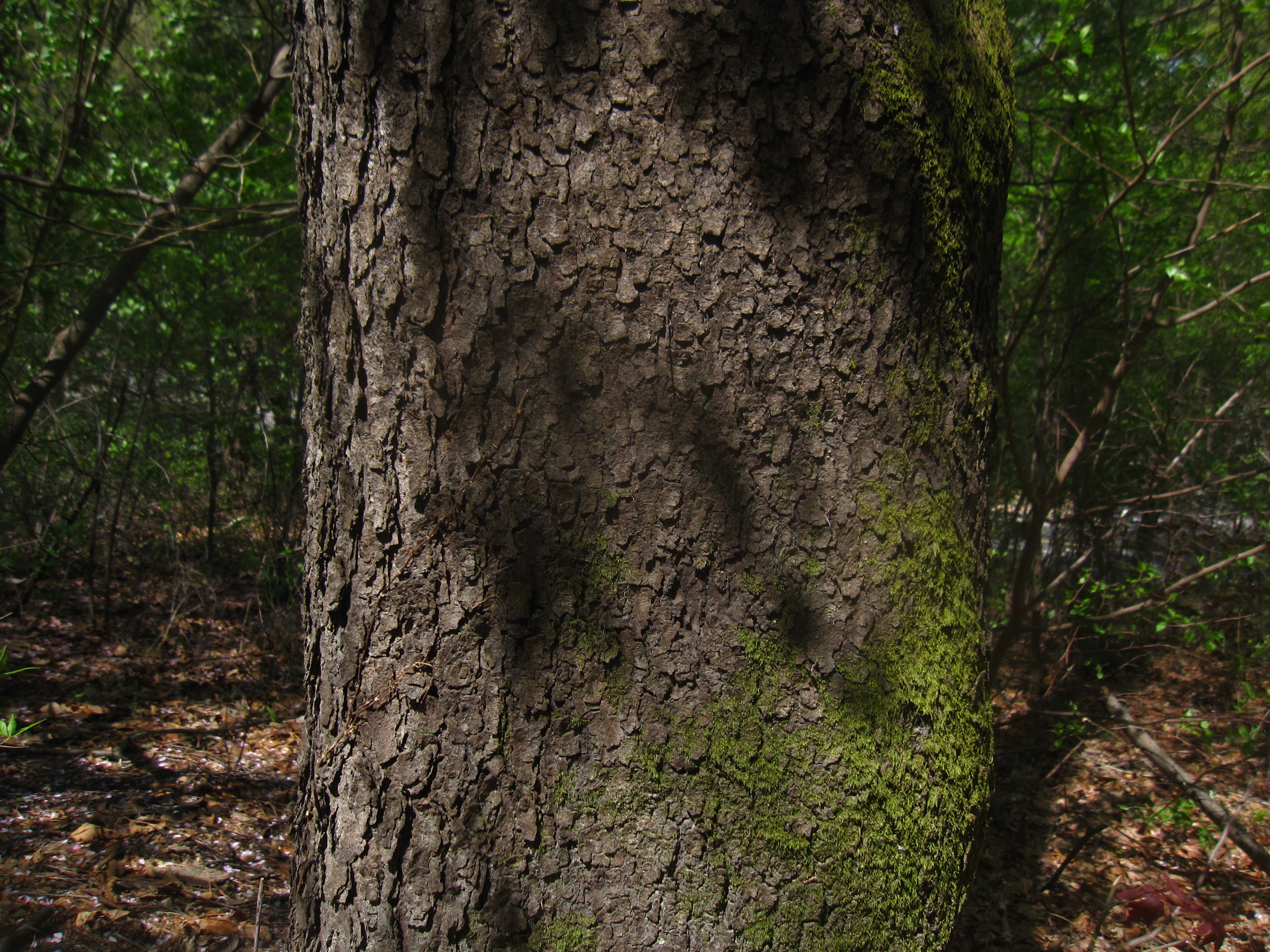 Serotina Prunus 잎과 껍질 9