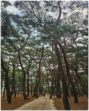 하동송림공원