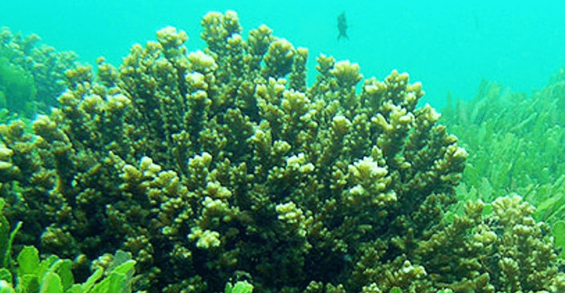 바다 속 해초 사진