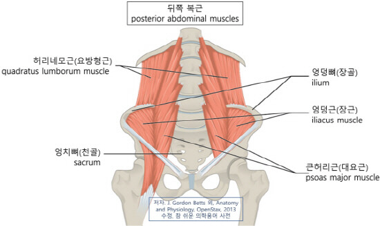 의학용어 abdominal muscle 뜻 복근, 복근의 종류