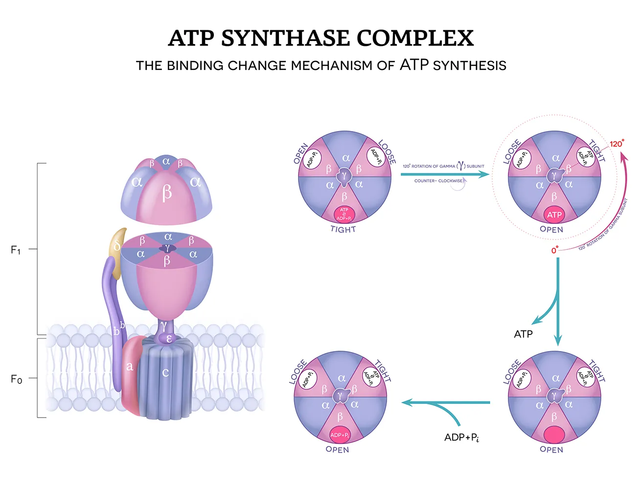 ATP 합성 효소 복합체 구조와 결합 변화 메커니즘