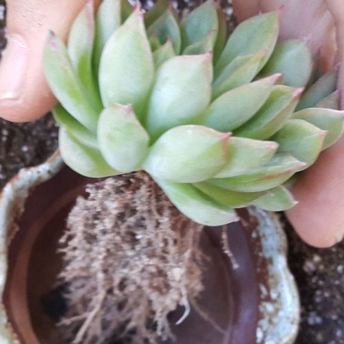  다유기 다육이를 분갈이하는 방법