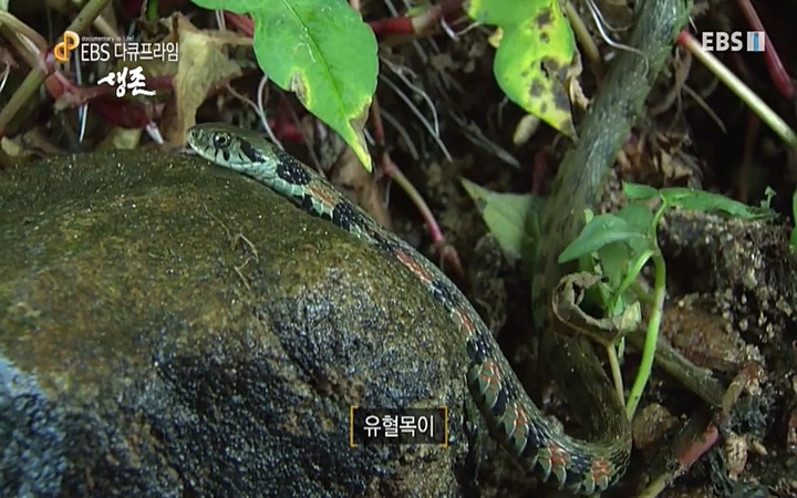 EBS 다큐프라임_ 220628.avi_20220629_205549.555.jpg