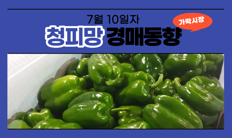  [경매사 일일보고] 7월 10일자 가락시장 청피망 경매동향을 살펴보겠습니다!