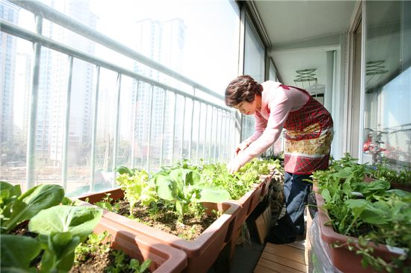 아파트 실내 텃밭 : 햇빛 없어도 잘 자라는 채소 추천 7가지(LED 식물등 활용법까지)