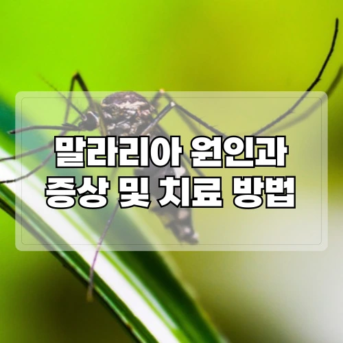 말라리아-원인-증상-및-치료-방법