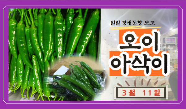  [경매사 일일보고] 2024년 3월 11일자 가락시장 오이아삭이 경매동향을 살펴보겠습니다!
