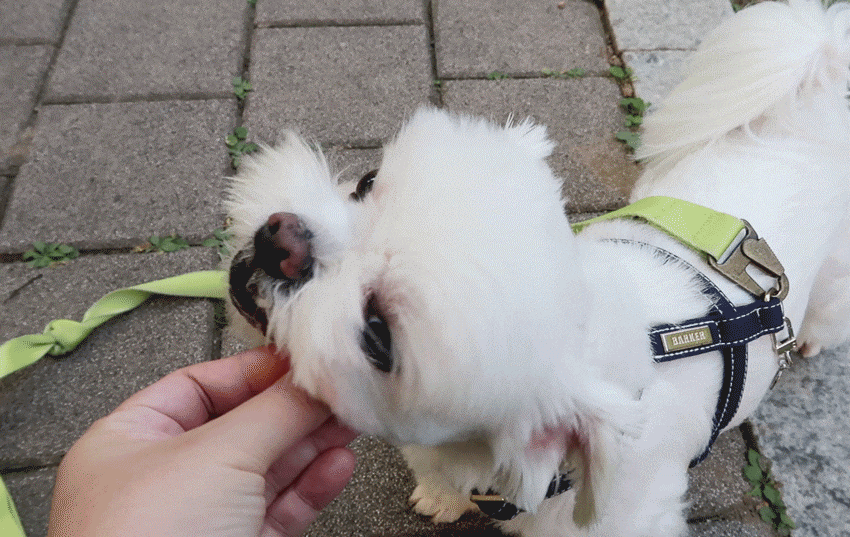 수명 및 성격 정리해봤어요 소형견 종류, 말티즈