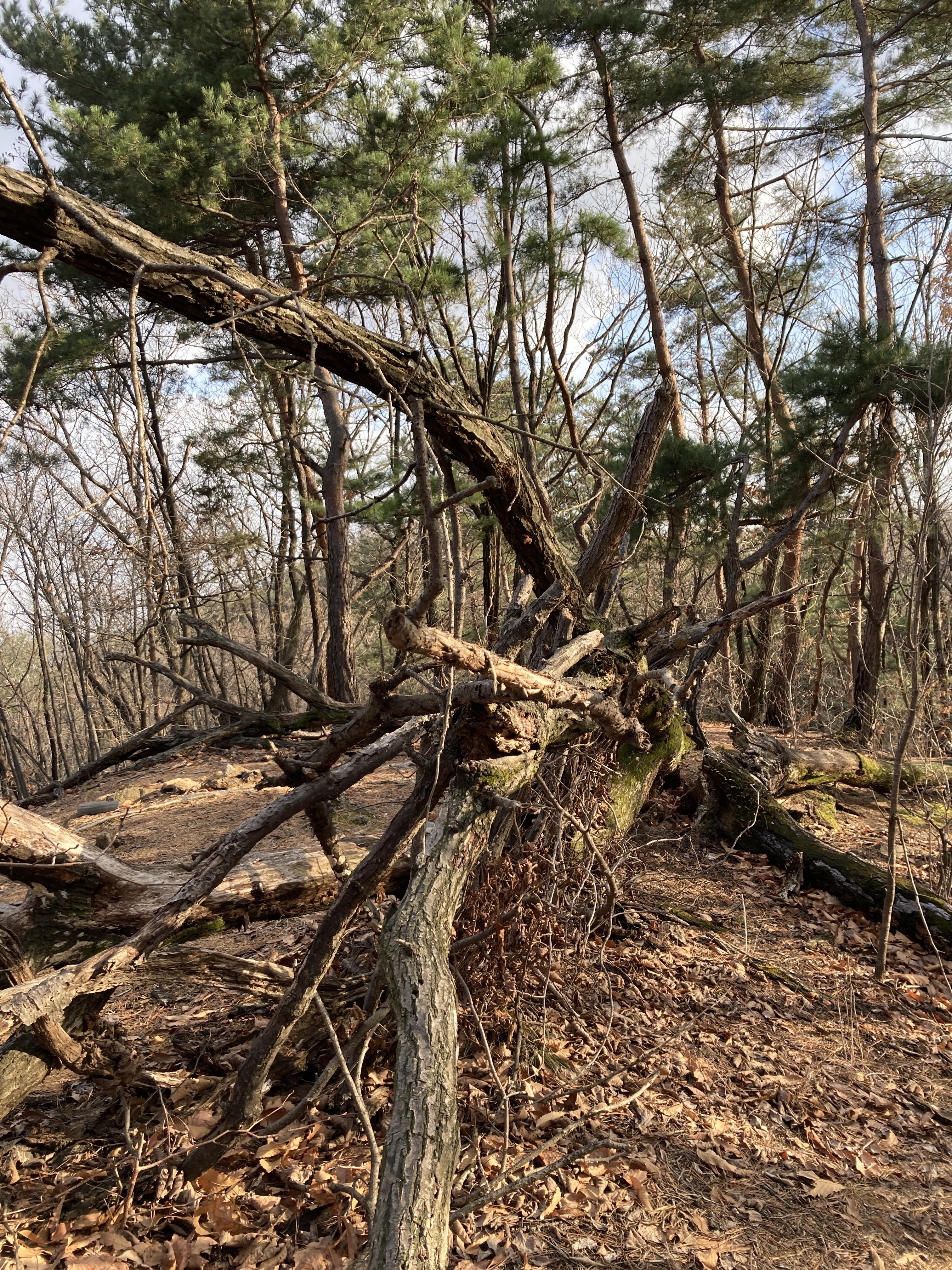 시원하고 바삭바삭 17