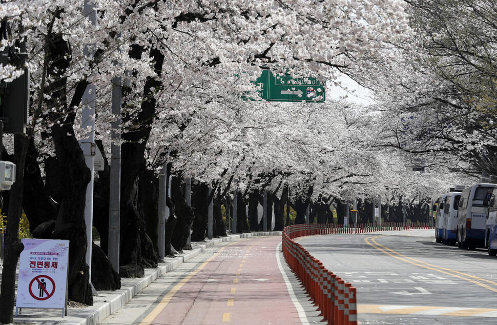 alt=&quot;벚꽃이 만개한 거리, 분홍색 꽃잎이 바닥을 덮은 낭만적인 봄 풍경&quot;