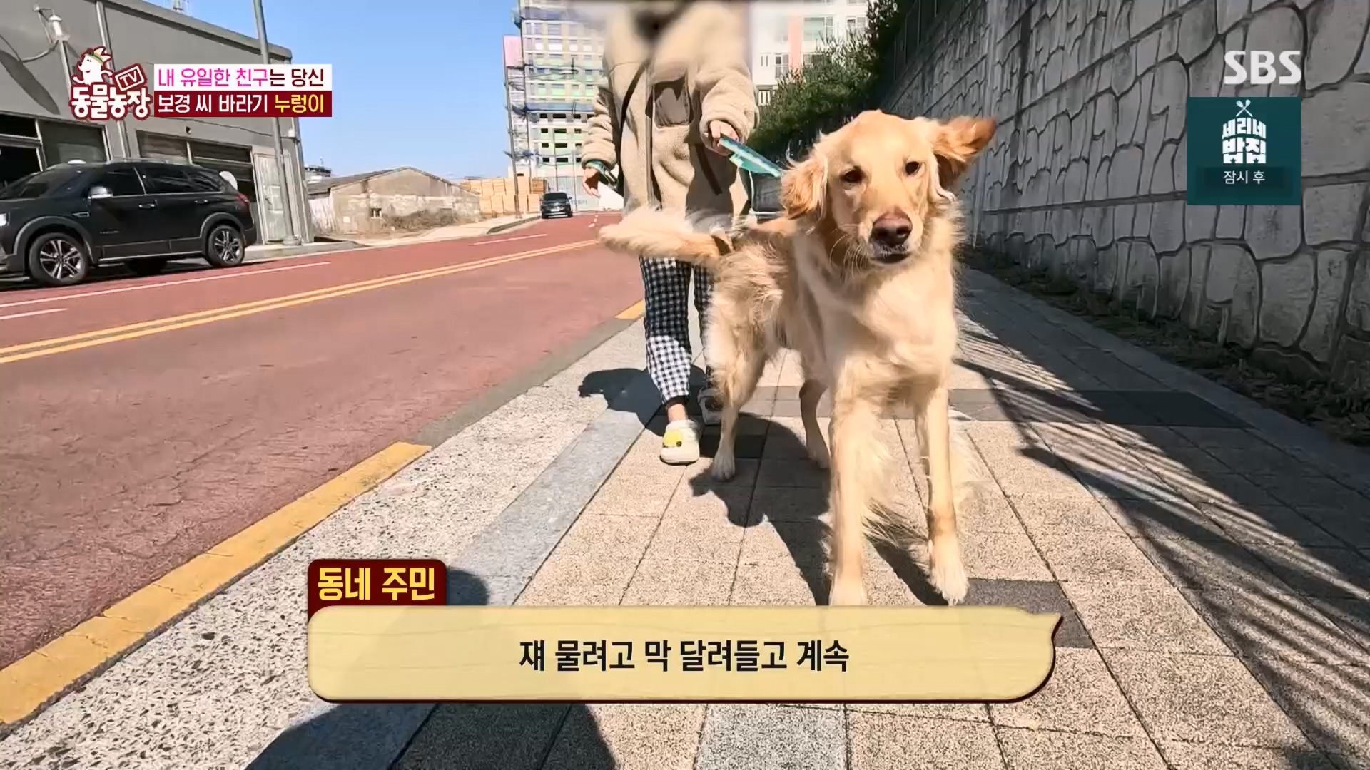 TV 동물농장.E1170.240505p.H264-F1RST.mp4_20240505_153822.677.jpg