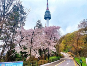 남산타원 벚꽃