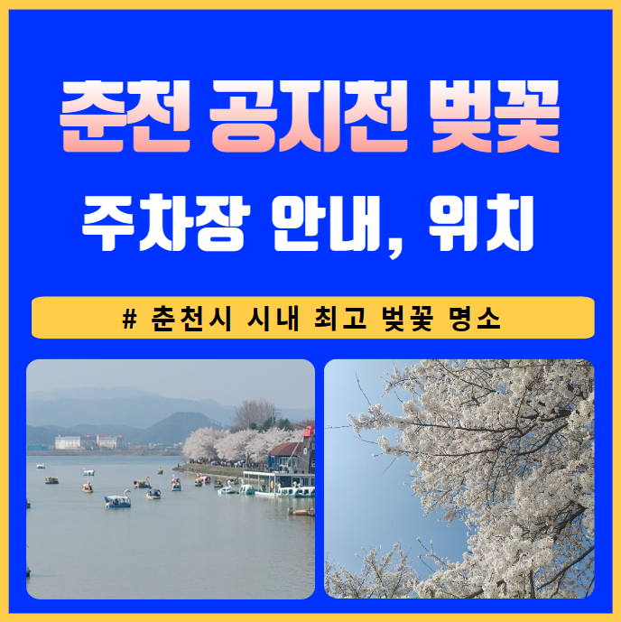 춘천 공지천 벚꽃