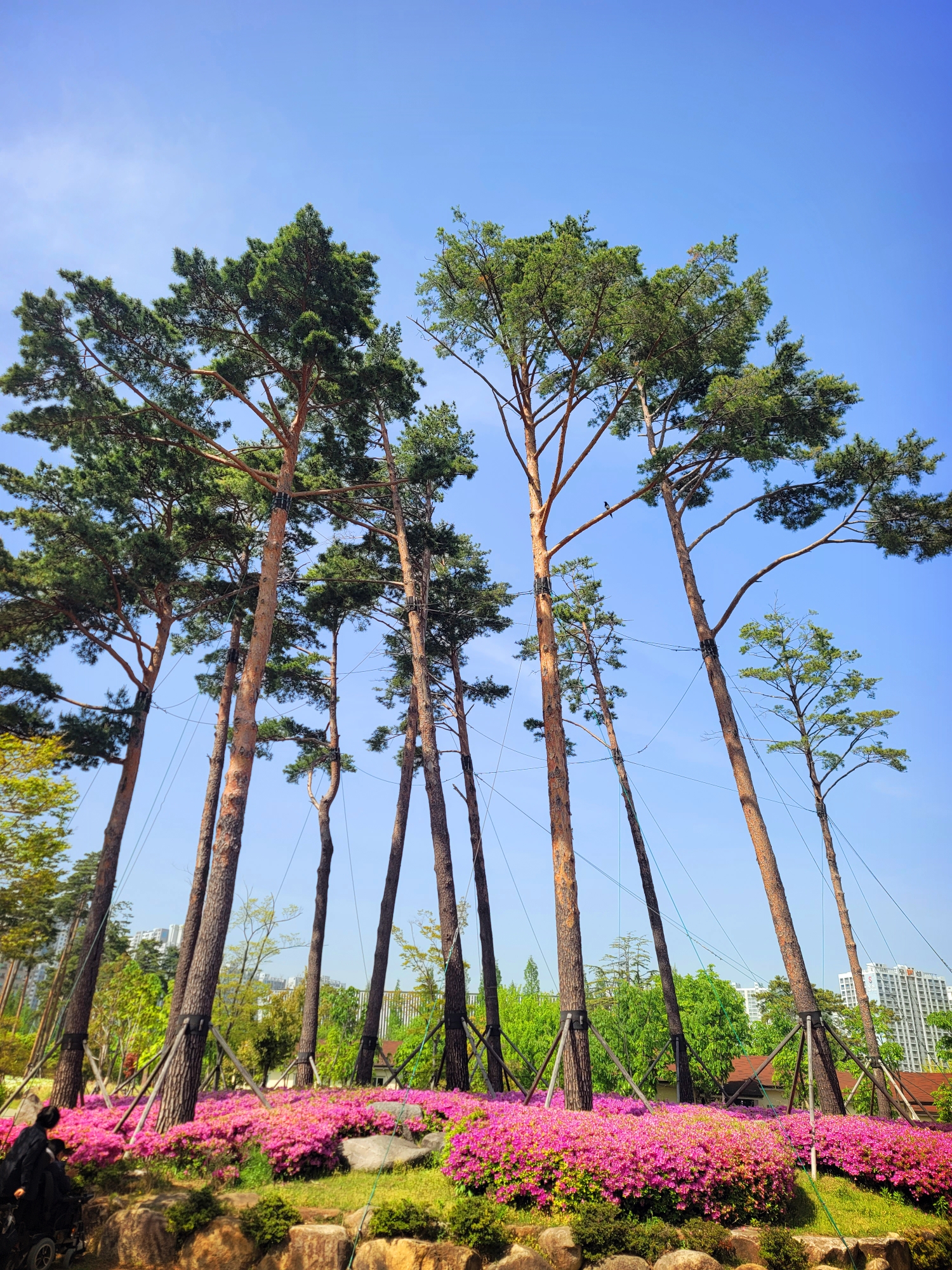 부산시민공원나무