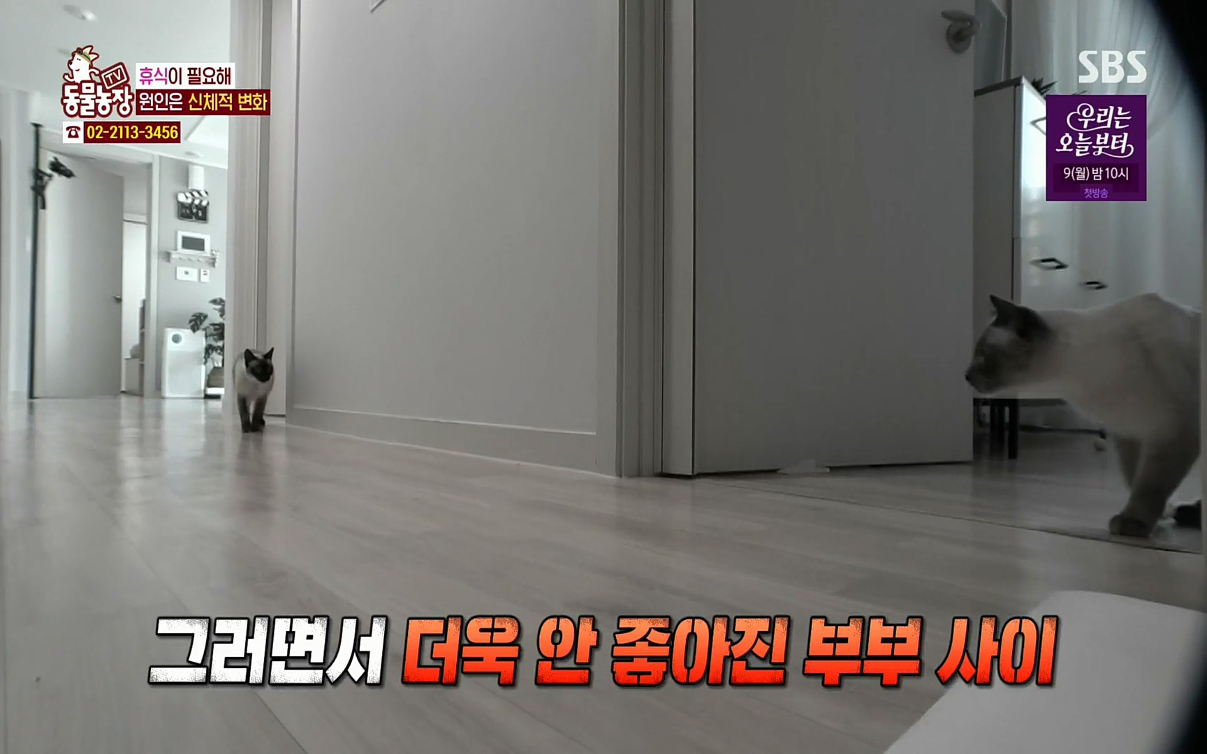 TV 동물농장.E1067.220501p.H264-F1RST.mp4_20220501_183142.443.jpg