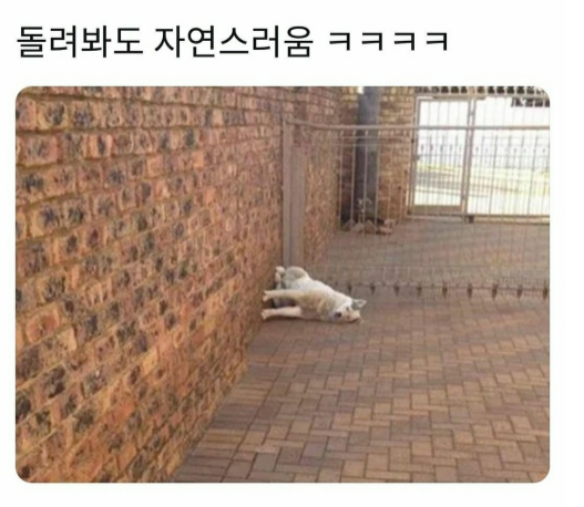  사진을 돌려봐도 자연스러움ㅋㅋㅋㅋㅋㅋ