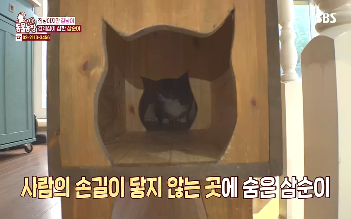 TV 동물농장.E1090.221010p-NEXT.mp4_20221009_182026.235.jpg