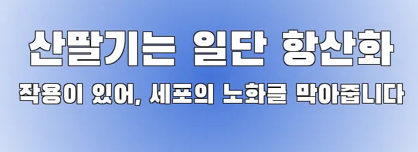  산딸기는 일단 항산화 작용이 있어, 세포의 노화를 막아줍니다