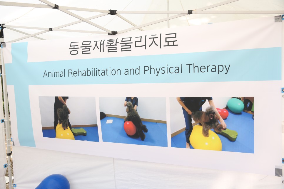 학과 정보를 알아보자! 동물보건복지학과 전망 및 3