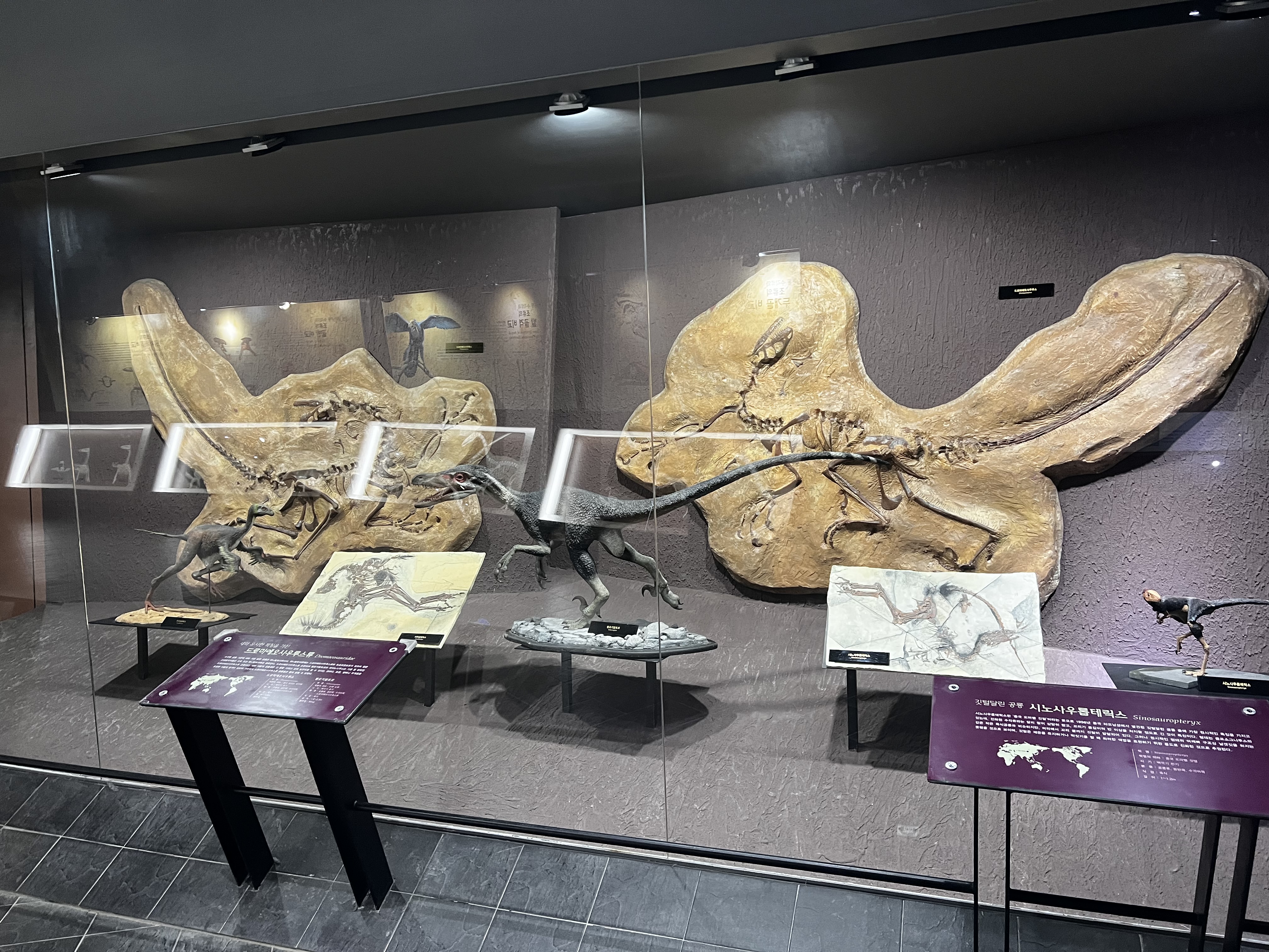 민수랜드-해남공룡박물관 화석공룡들