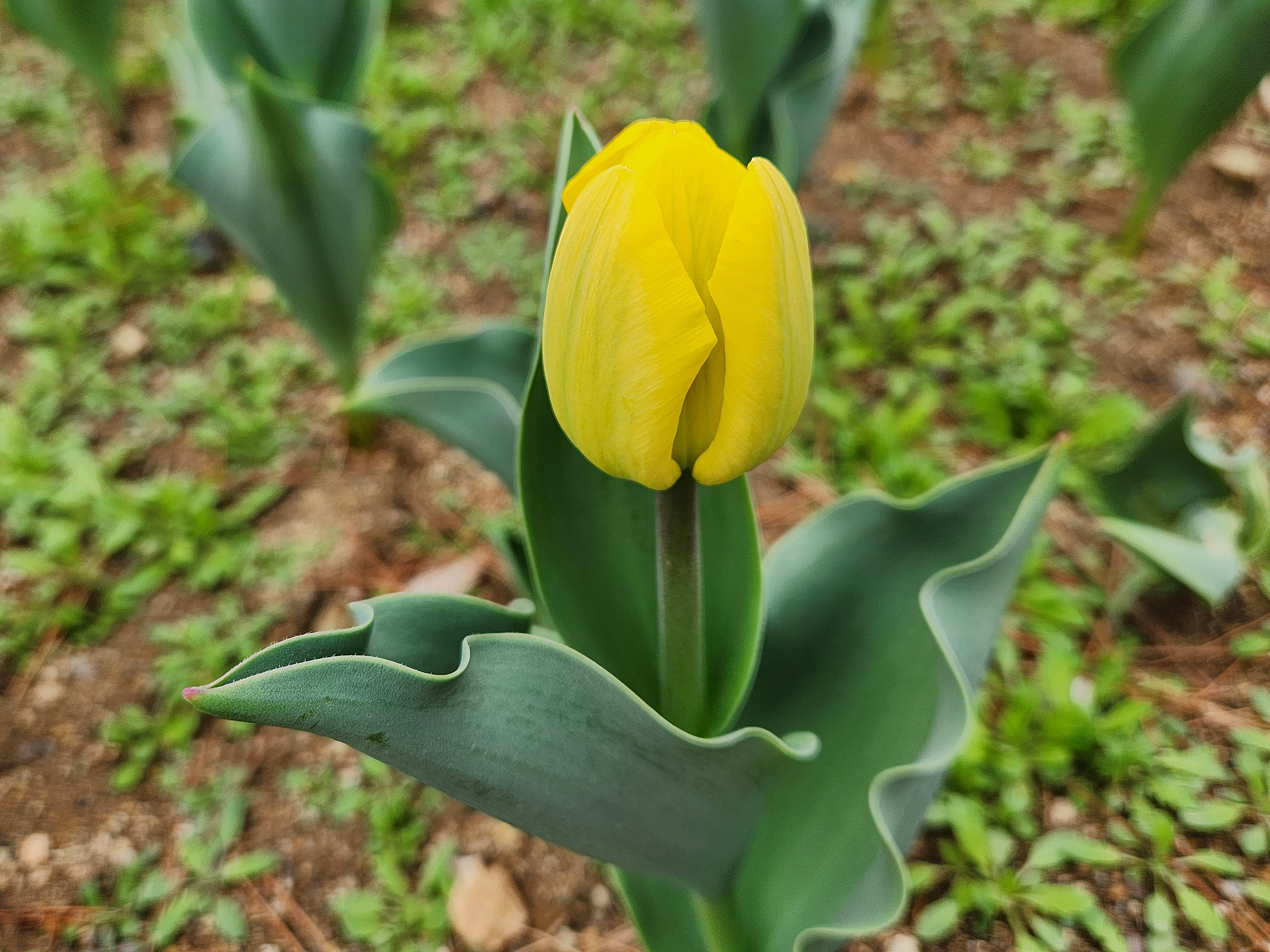 튤립 (Tulip)