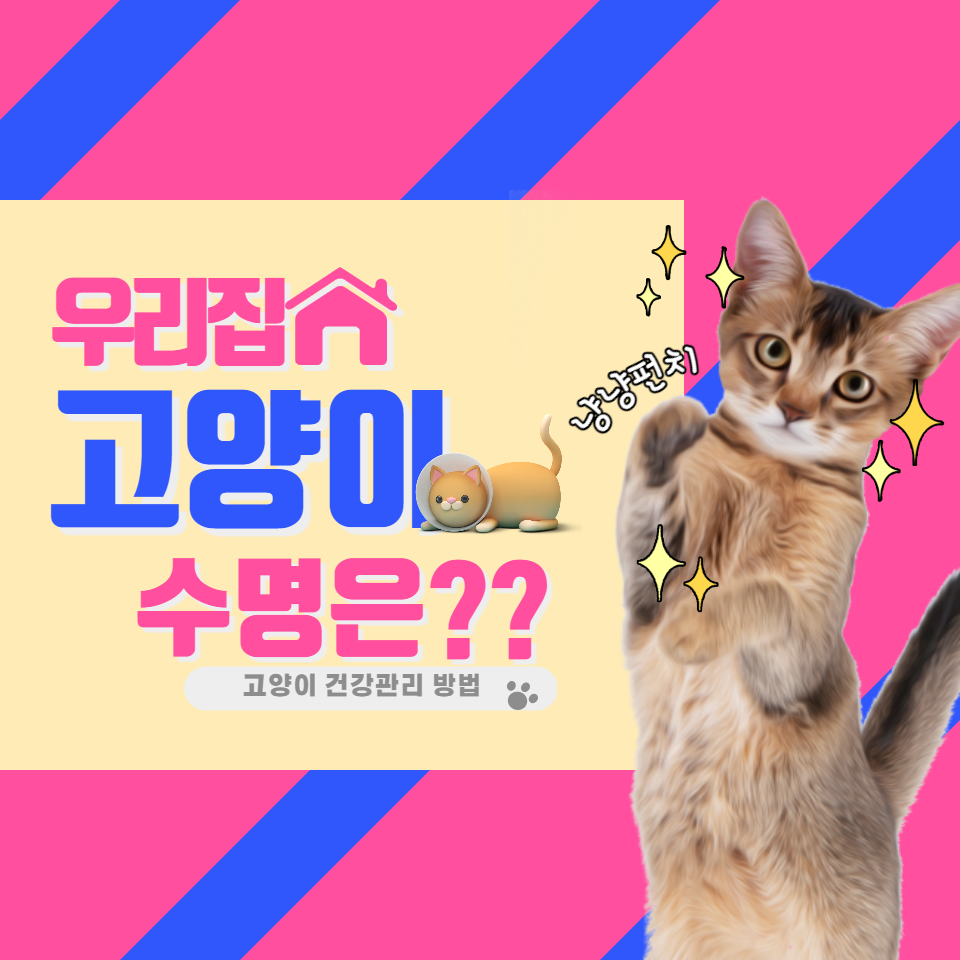 고양이 수명